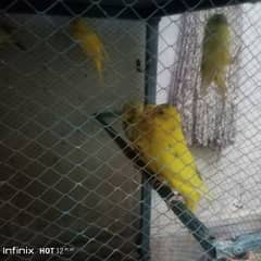 Bajri parrots 0