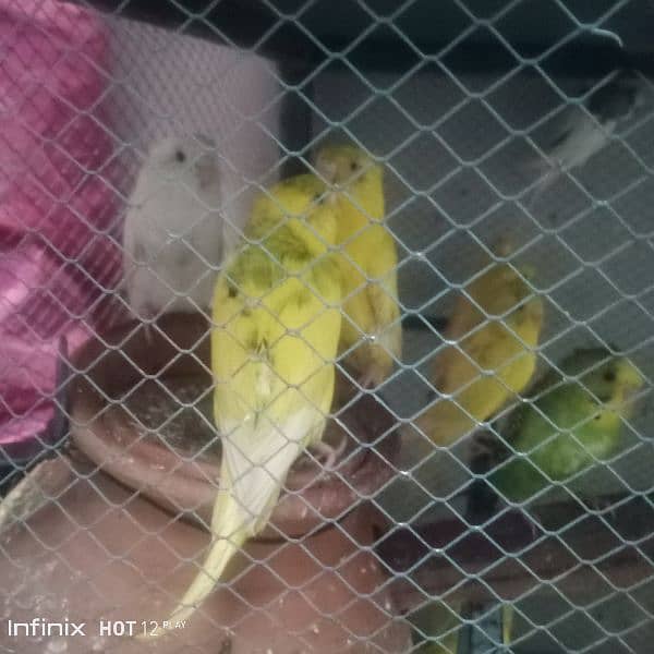 Bajri parrots 1