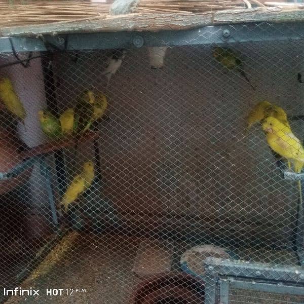 Bajri parrots 2