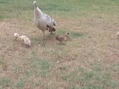 Peacock breeder and chicks 4 sale