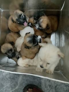 Puppies