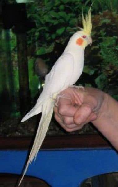 Hand trame cocktail parrot  50%of Red eye Albino and Cream 4