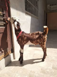 indian Totapuri/Samrothi goats bakra kids bacha teddy tapre