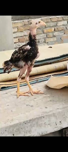 Aseel Mianwali Chicks for Sale 3
