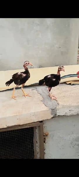 Aseel Mianwali Chicks for Sale 5