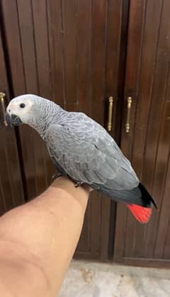 African gray self chicks