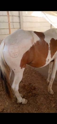 8 mon pregant female horse