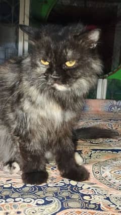 Persian cat grey