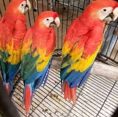 red macaw parrot chips for sale 0336=044=60=68