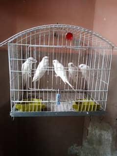 Red Eyes Parrots With Cage