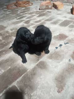 British Labrador females puppies