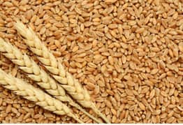 wheat original  40 kg 0