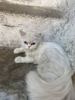 Persian cat white With blue eyes is number par message kary 0308836782