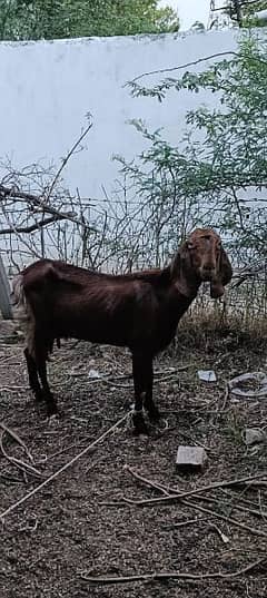 5 Goats group for sale 1 Bakra 4 bakryan