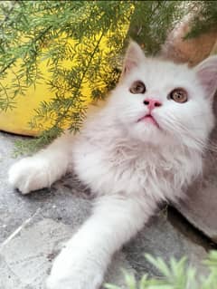 Persian Cat