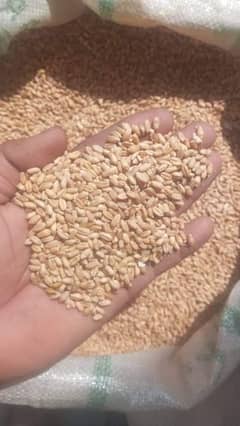 gandum wheat available