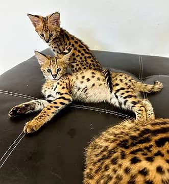 American Imported Serv-al and Beng-al kittens Available 1