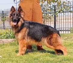 German Shepherd Dog for sale WhatsApp on hai 0349,7539726