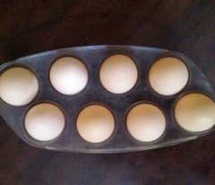 Desi Eggs Golden mesri hens