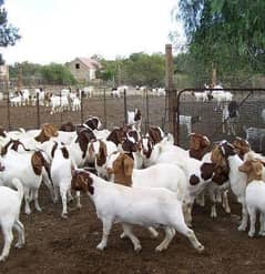 800 Imported Boer and Sanaan Goats Available