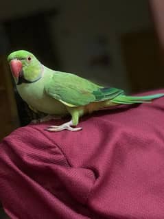 Talking And Tamed Ringneck Male