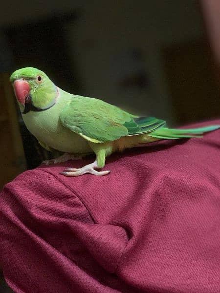 Talking And Tamed Ringneck Male 0