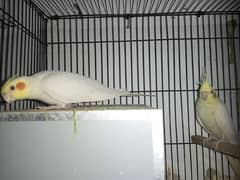 cocktail paroots breeder pair availibe with or without cage!