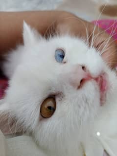 Odd eyes persian cat 0