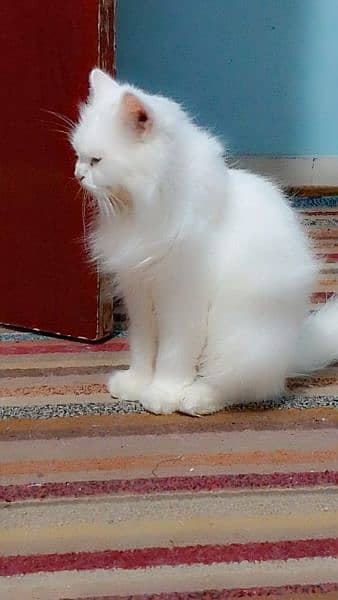 Persian cat male and female 0