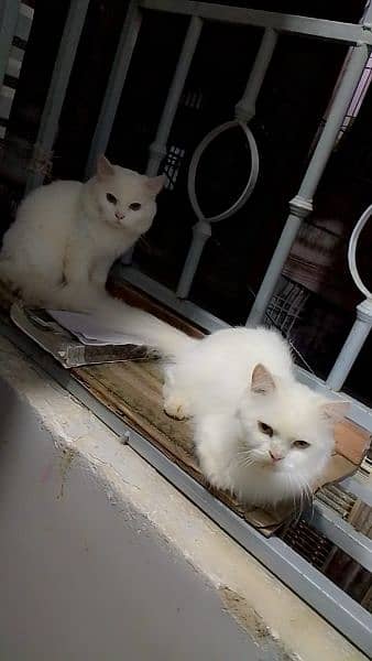 Persian cat male and female 1