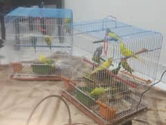 Budgies