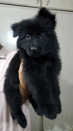 Black GSD Male Pup