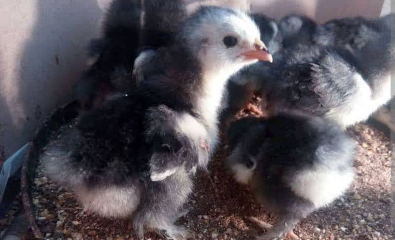 fancy Chicks available for sale 0
