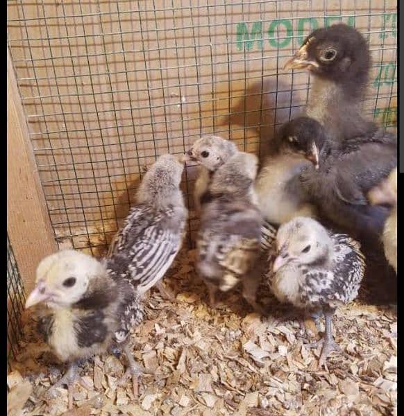 fancy Chicks available for sale 1