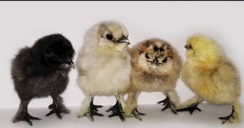 fancy Chicks available for sale 2