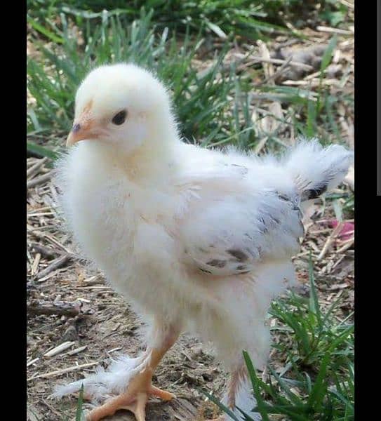 fancy Chicks available for sale 3