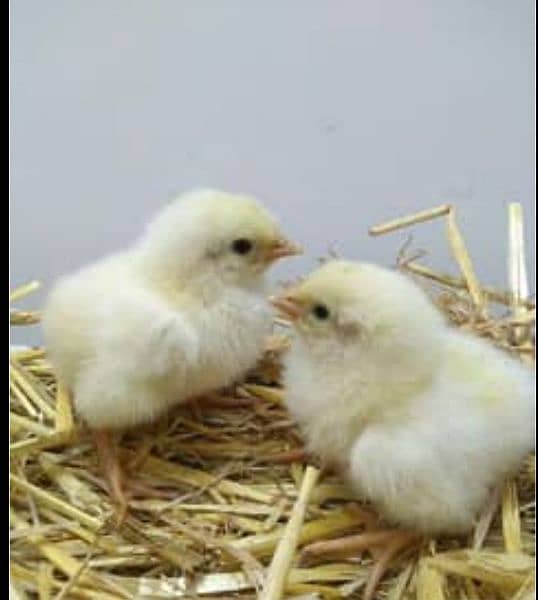 fancy Chicks available for sale 4