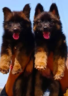 german shepard long coated dog pair