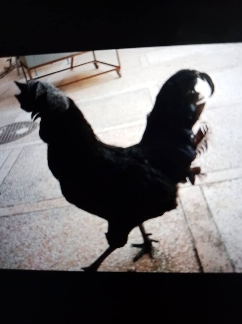 Ayame cemani gray tongue breeder pair 1