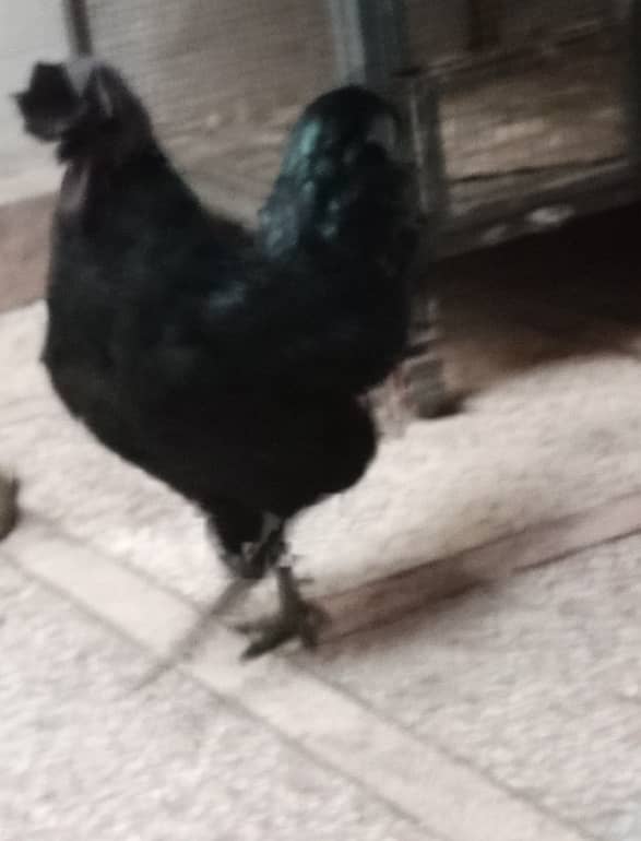 Ayame cemani gray tongue breeder pair 2