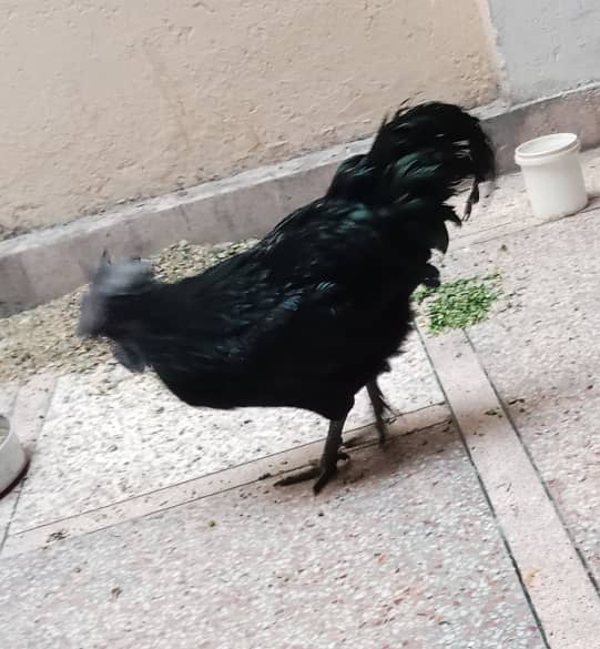 Ayame cemani gray tongue breeder male 2