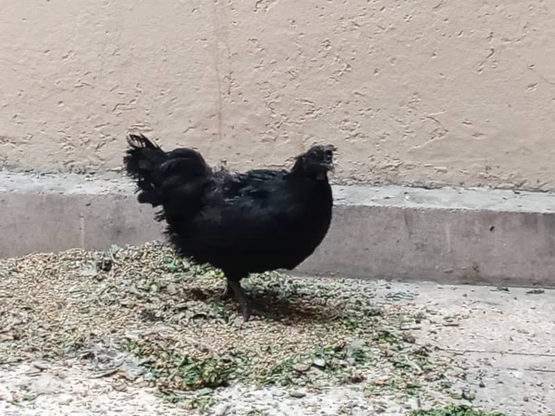 Ayame cemani gray tongue breeder pair 4