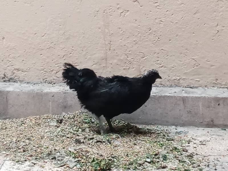 Ayame cemani gray tongue breeder pair 5