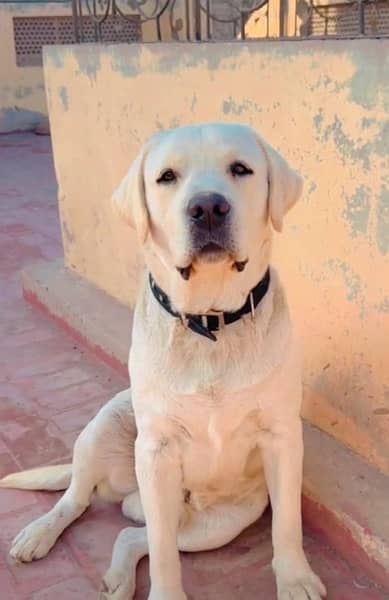 Labrador Pedigree Male available FOR “STUD” STUD STUD services P 2