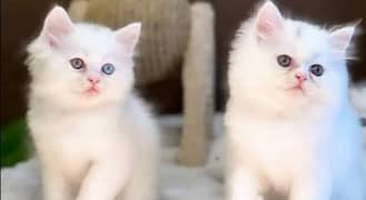 urgent sale triple coated pure Persian kittens in cheap price