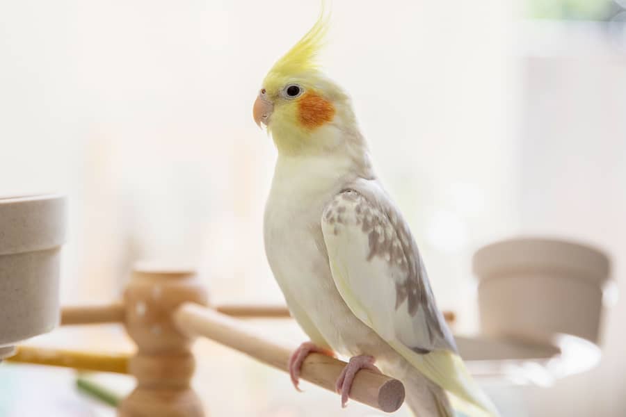 Cocktail parrots pair 0