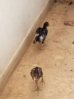 quality aseel chicks for sale (03369134423)