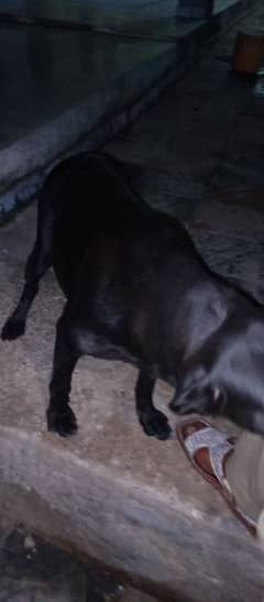 pure breed full shinny black Labrador female full trained
