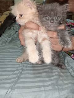 Original Triple coat kittens Pair Male And Female