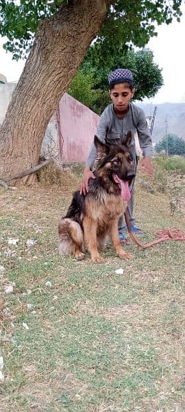 female German Shepherd age 13 months haripur kpk 3